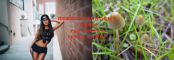 хмурый Аркадак