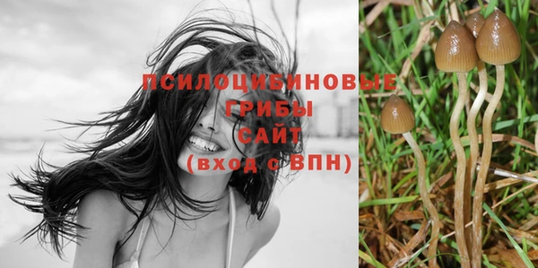 хмурый Аркадак
